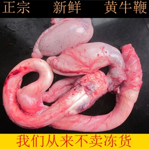 河南南阳 男用滋补品黄牛鞭 新鲜牛鞭牛宝泡酒牛鞭带睾丸整套3斤