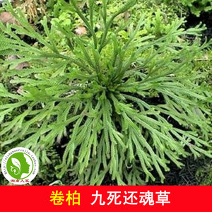 湘南野生卷柏九死还魂草万年松长生草可药用迷你盆栽造景植物 阿里巴巴找货神器