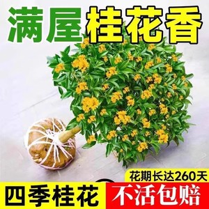 桂花树苗盆栽四季桂八月桂大树金桂浓香花卉庭院名X贵黄金桂植物