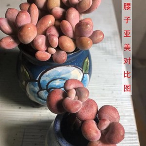 丸叶桃蛋多肉老桩 带杆正宗腰子蛋桃之桌面植物迷一物一拍包邮红