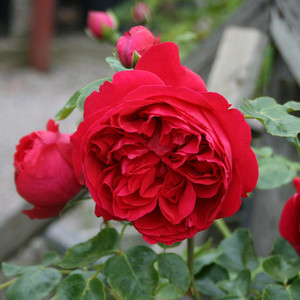 红色苗沙宝石月季卉苗爬藤花大四季开花大红色月季玫瑰花龙庭院