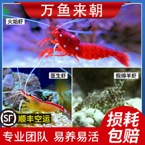 万鱼来朝清洁虾医生虾火焰虾除藻假绵羊虾机械虾薄荷虾海水小丑鱼