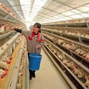 蛋鸡笼自动化养殖厂家直销层叠式阶梯式中大型养殖场鸡鸭鹅捡蛋机