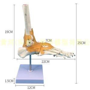 一比一脚掌骨  自然大脚关节模型带韧带人体足部骨骼解剖模型医学