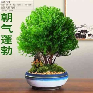 老桩盆景盆栽植物l室内客厅大盆栽老桩蓬莱松小盆景盆栽小盆景