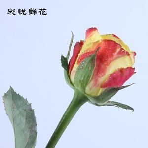 【闪耀玫瑰022】色昆明基直供鲜花 家地居插花装饰 黄闪切耀玫瑰
