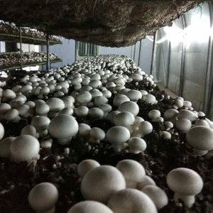 双孢菇菌种食用菌菌种双孢菇种子蘑菇种子口蘑种子母种原种栽培种