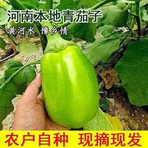 河南现摘新鲜青茄子应季新鲜蔬菜绿茄子3斤5斤包邮