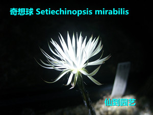 奇想丸 Setiechinopsis mirabilis 实生球 二年 三年 仙人球 窗台