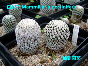 白斜子 Mammillaria pectinifera 实生球 一物一拍 乳突球属 阳台