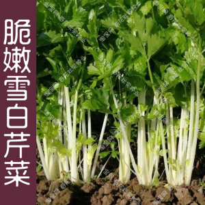 脆嫩雪白芹菜种子 春夏秋四季播蔬菜籽 香味浓小香芹易种口感好孑