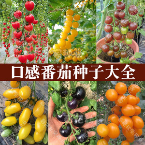 千禧圣女果樱桃小番茄种子 甜水果西红柿 阳台盆栽黑矮生蔬菜籽孑