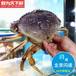 1.8-2斤1只 珍宝蟹鲜活生猛海鲜 加拿大进口  水产 太子蟹 黄金蟹