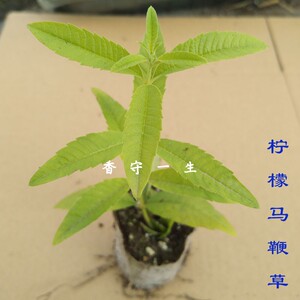 柠檬马鞭草盆栽苗香草花卉绿植芳香植物可泡茶料理西餐厅满六发