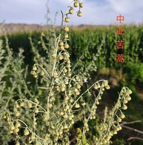 中亚苦蒿/苦艾干叶干花Artemisia absinthium作酒或饮品的原料