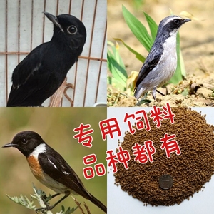 小黑白鸟食饲料鸟粮壮膘提性适用小黑白灰林鵖 黑喉石鵖500克