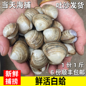 连云港特产海鲜水产鲜活贝类蛤蜊白蛤白蛤蜊野生海鲜烧烤大白蚬子
