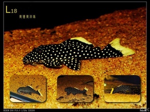 黄翅黄珍珠异型鱼底栖鱼南美观赏鱼异形鱼L085L018热带鱼