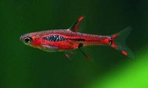 红蚂蚁灯鱼火焰小丑灯鱼小型灯鱼小丑灯群游好不吃虾1厘米小鱼