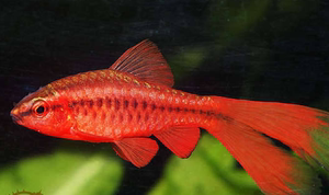 长尾超红樱桃灯鱼，红色小型灯鱼草缸混养南美淡水草缸群游热带鱼
