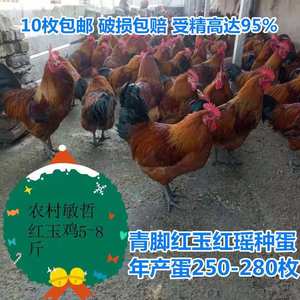 九斤红玉鸡种蛋大型肉鸡受精蛋可孵化纯种血毛土鸡受精卵10枚包邮