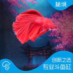 方寸秘境斗鱼缸客厅生态桌面鱼缸办公室造景养鱼创意迷你水族箱