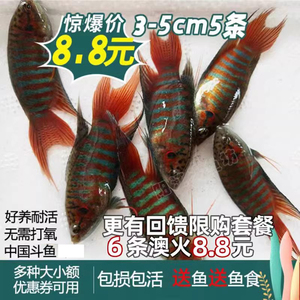 中国斗鱼活鱼普叉尾不换水小型观赏鱼菩萨花手巾好耐养的淡冷水鱼