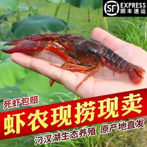 5斤567钱湖北潜江小龙虾鲜活清水虾青壳红壳特大龙虾水产淡水活虾