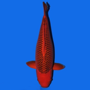 日本进口纯种红松叶锦鲤活鱼巨型红白黄金松叶绯写昭和三色小鱼苗