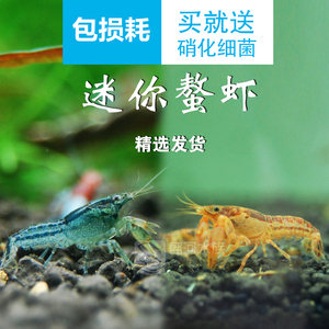 特萨努侏儒鳌虾可混养迷你小型橘色螯虾观赏虾不吃水草宠物虾活体