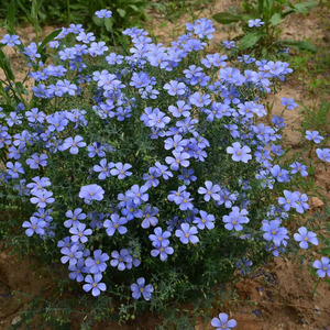 多年生蓝花亚麻种子四季易活花种籽子耐寒低矮蓝亚麻景观花卉种籽