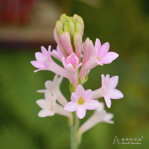 75 月下香 花 美しい花の画像