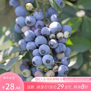 海蒂的花园 蓝莓树果苗盆栽带花苞南北方栽种蓝莓苗水果阳台植物