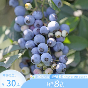海蒂的花园蓝莓树果苗柠檬树樱桃盆栽无花果南方种植水果阳台果树
