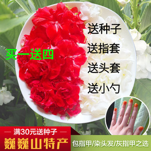 新鲜白色凤仙花指甲草花染指甲红色凤仙花指甲花染发现摘花瓣种子