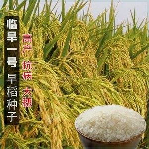 正宗高产旱稻种子临旱1号专抗病新鲜香米四季种籽圆粒黑水稻稻谷