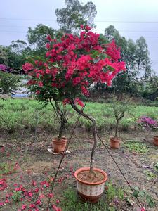 三角梅老桩盆栽花卉云南紫同安红中国红生桩植物好养四季开花