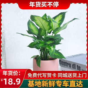 玛丽安花盆 玛丽安花盆品牌 价格 阿里巴巴 玛丽安花盆 玛丽安花盆品牌 价格 阿里巴巴