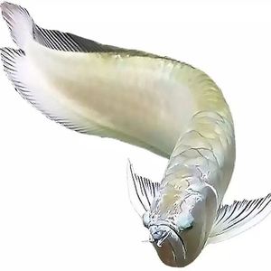 银龙鱼银龙苗活体鱼大型热带观赏鱼招财纳福鱼淡水鱼练手鱼龙吐珠