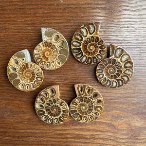 中号天然斑彩螺切片对开螺化石海洋古生物化石科普收藏儿童礼物