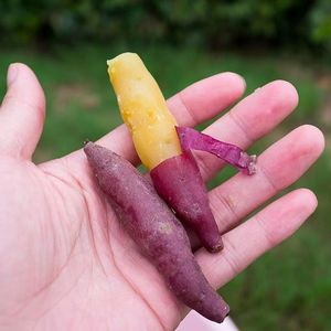 新鲜红薯临安特产天目山小香薯板栗红薯农家自种拇指小番薯地瓜