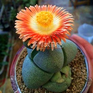 多肉植物 帝玉 巨型超大番杏科石头花pp花奇趣植物花卉盆栽 阿里巴巴找货神器 多肉植物 帝玉 巨型超大番杏科石头花pp花奇趣植物花卉盆栽 阿里巴巴找货神器