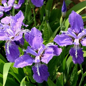 蓝花紫花鸢尾西伯利亚蝴蝶兰花苗庭院盆栽池塘边造景绿化工程