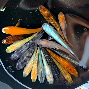 观背青鱂鱼6条13.8元多品种送饲料 小型观赏鱼原生冷水鱼青鱂鱼卵