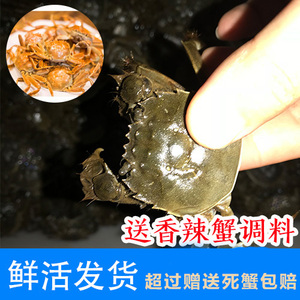 活蟹70只送10只鲜活满黄1一元蟹河蟹小闸蟹小螃蟹六月黄公母包邮