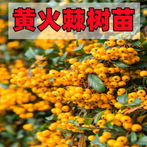 稀有日本黄火棘苗黄果火棘树苗黄色吉祥果盆栽地栽盆景树苗可食用