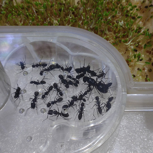 VAIMY 宠物蚂蚁后工坊宫殿城堡家园别墅房饲养繁殖大头日本弓背蚁