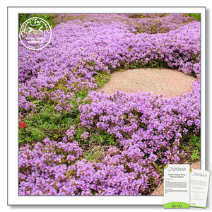 英国进口香草紫色匍匐百里香种子 进口耐旱香草庭院阳台盆栽