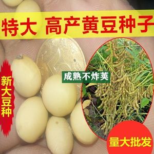 超级千斤豆大粒黄豆种子早黄豆种子大豆种籽特大高产早熟抗病热销