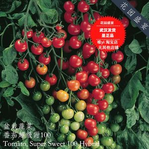 母猪！F1盆栽番茄种子 超级甜100 英国TM美国BP进口 非转基因